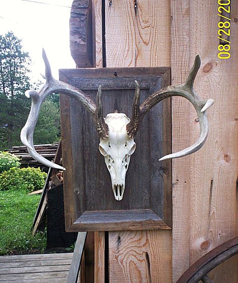 Frank's  display.2.jpg