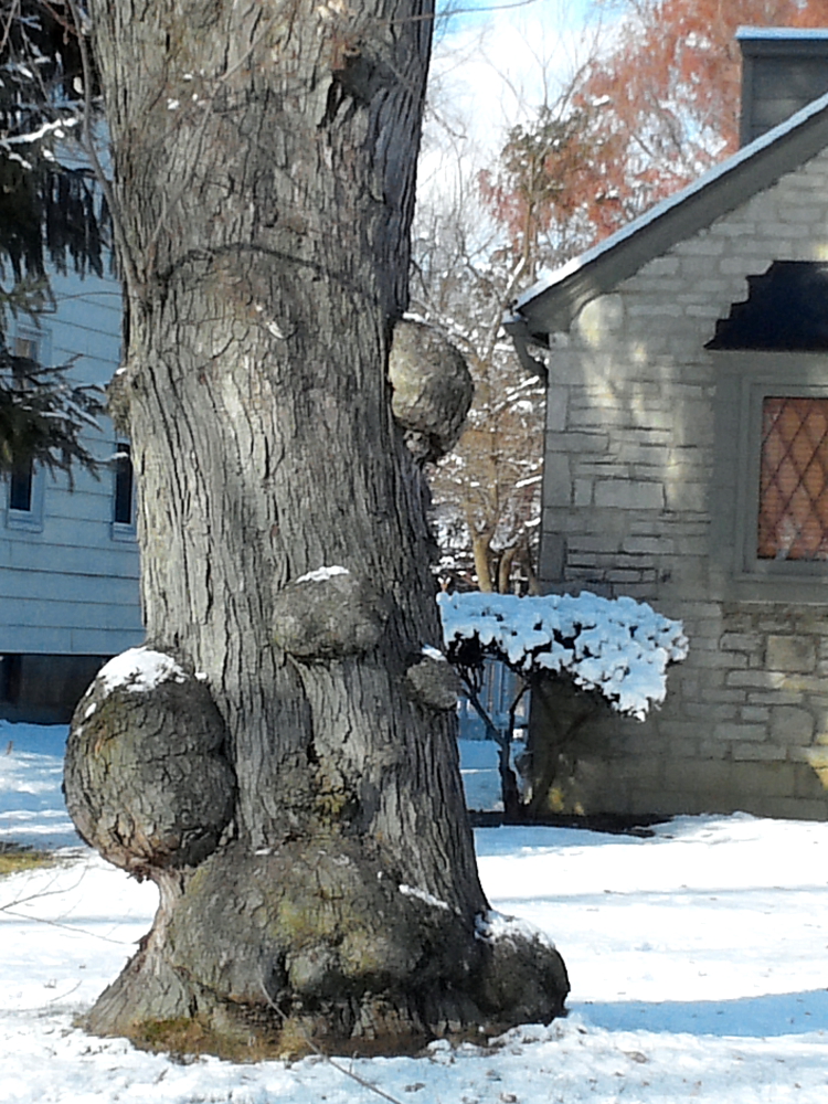 Burl Tree 2.JPG