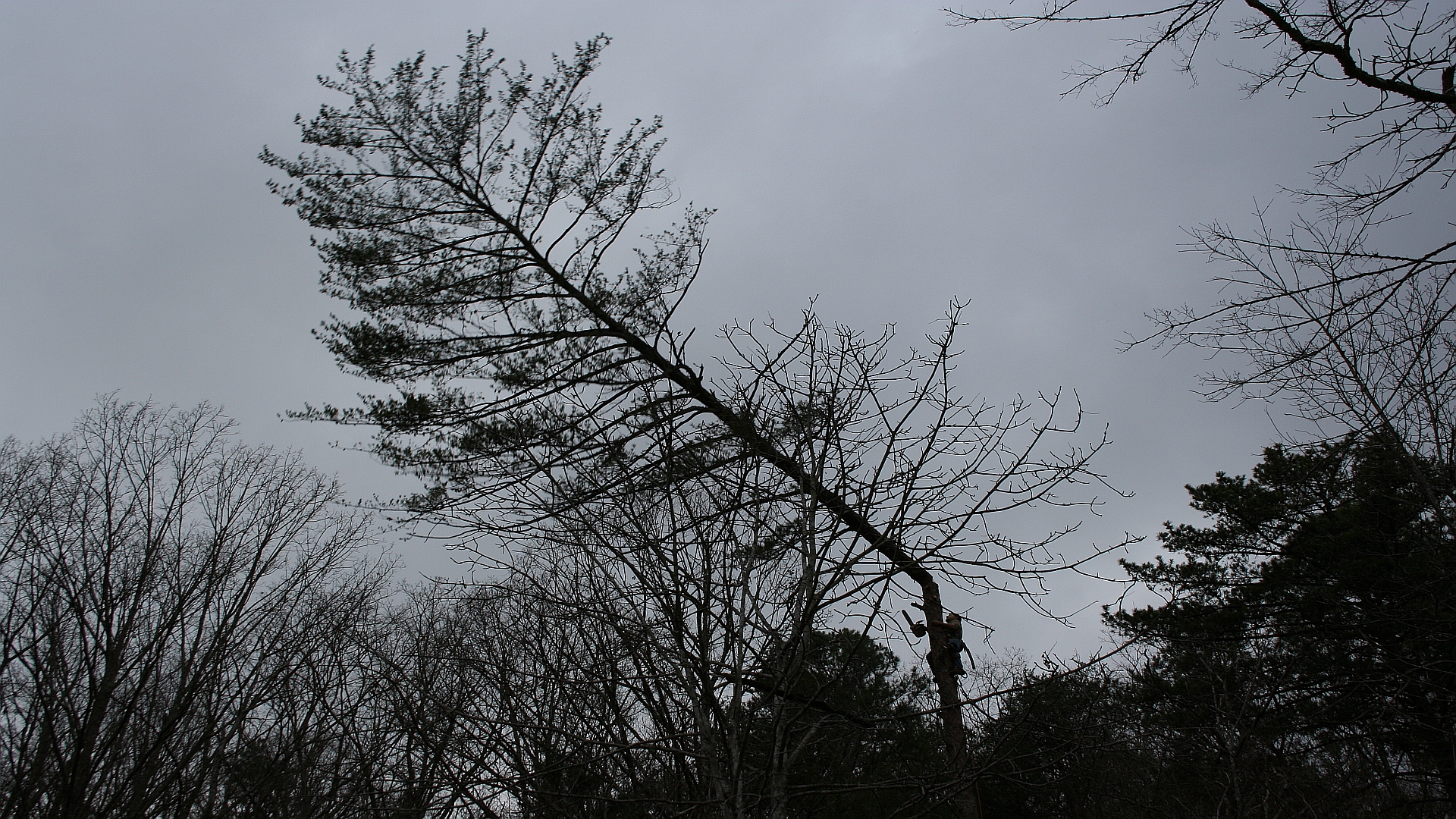 timber hd.jpg