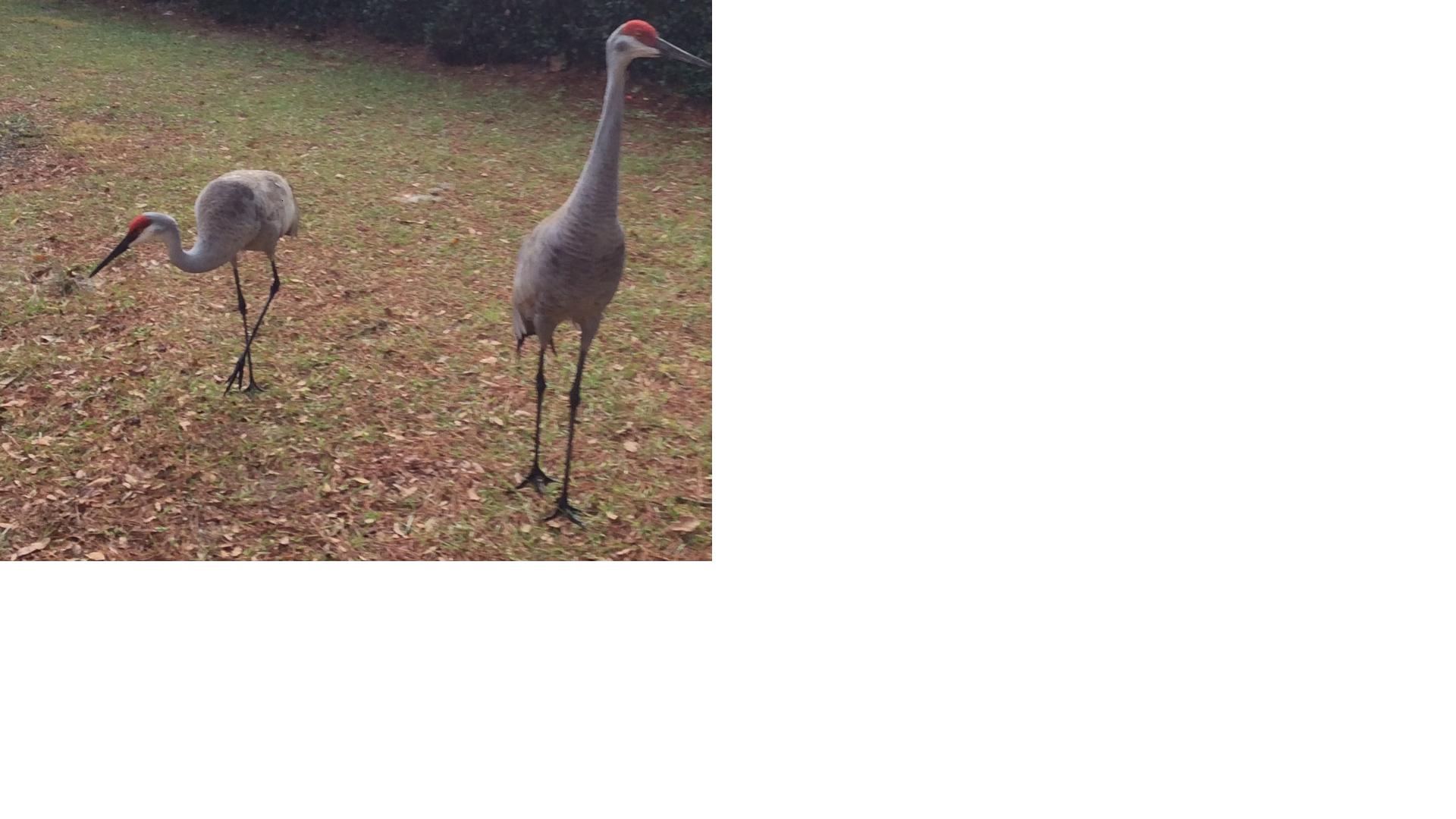 crane.JPG