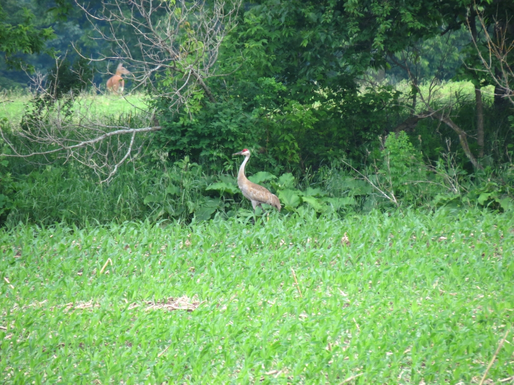IMG_3335sc.jpg
