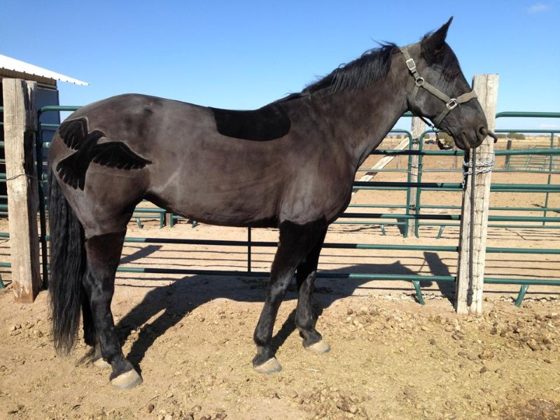 ShavedHorse (Custom).jpg