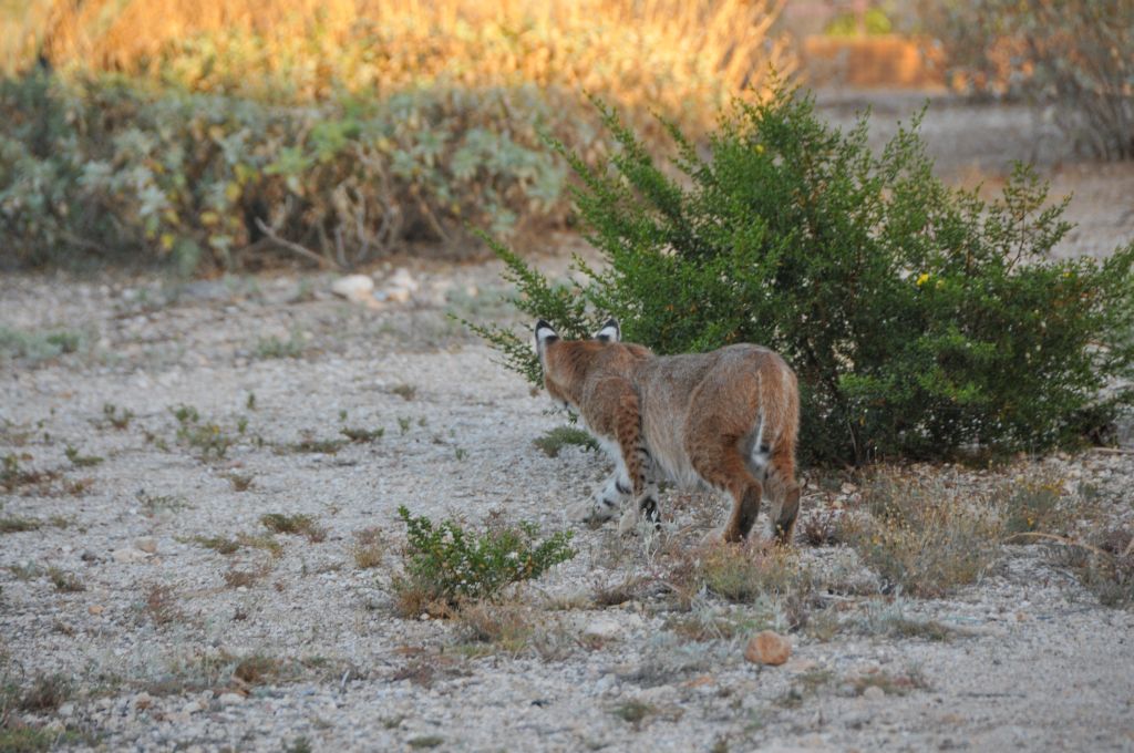 Bobcat 2.JPG