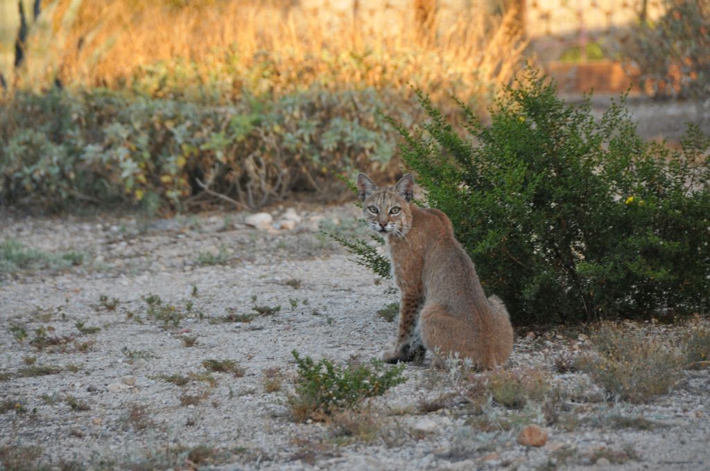 Bobcat 3.JPG
