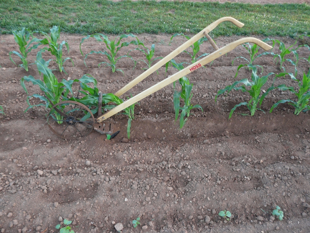 This was a couple of weeks ago straddling corn that was about 20" tall.  It was early morning when the corn was more apt to bend than break.