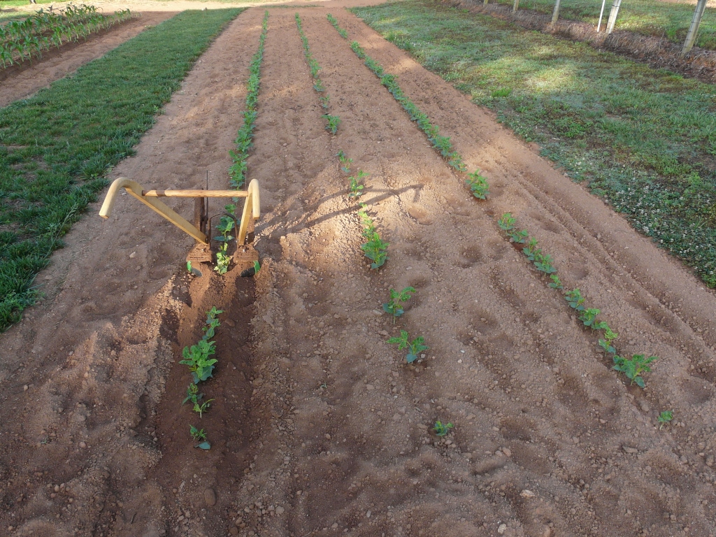 Plowing purple hull peas.