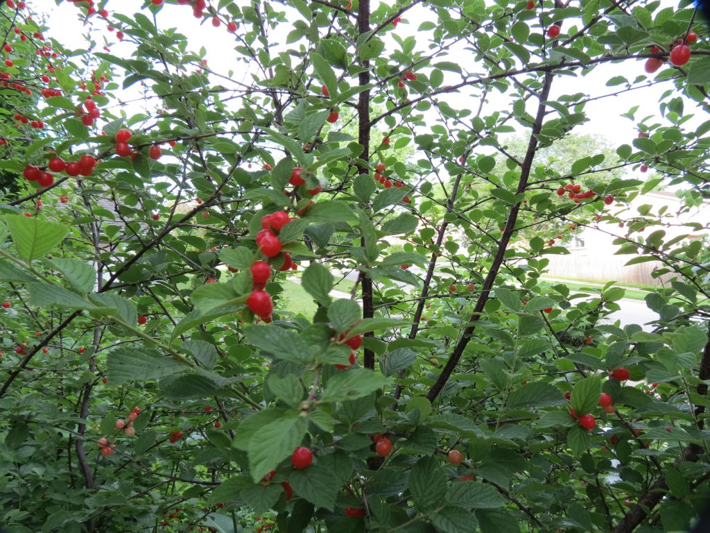 IMG_7285sc.jpg