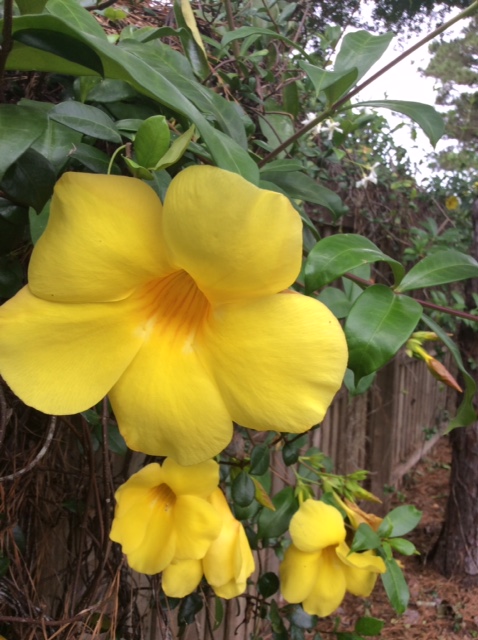 yellow flower 1.JPG