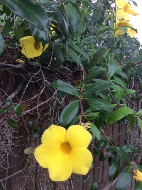 yellow Flower.JPG
