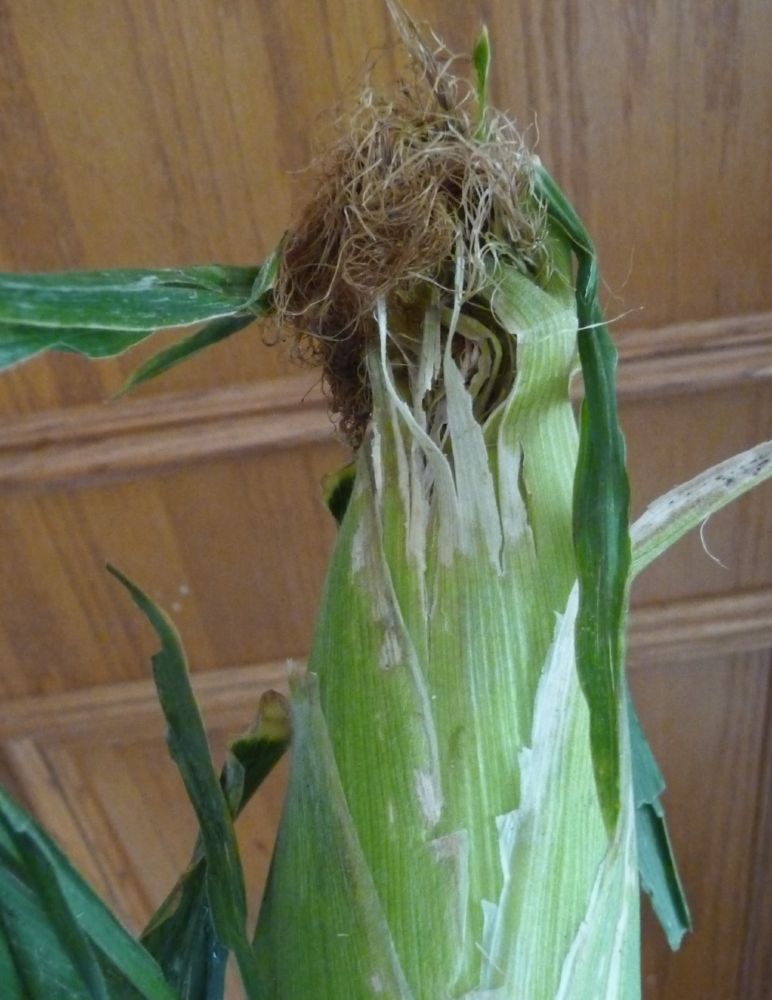 1 - Corn with the ugly beard