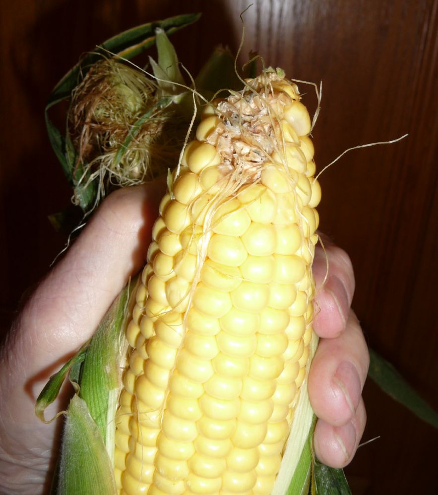 3 - Spread the leaves at the top, grasp the beard and leaves and pull downward; then break off the stem.