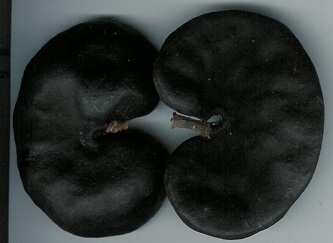 ear pods.jpg