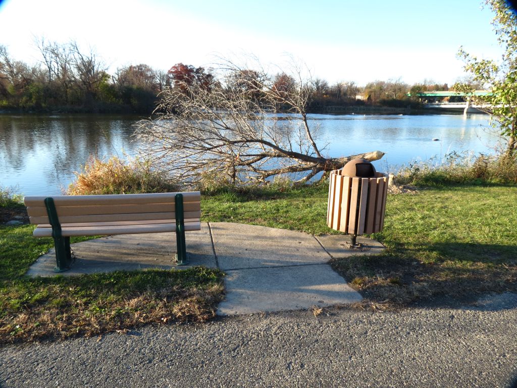 beaver chewed shade tree.jpg