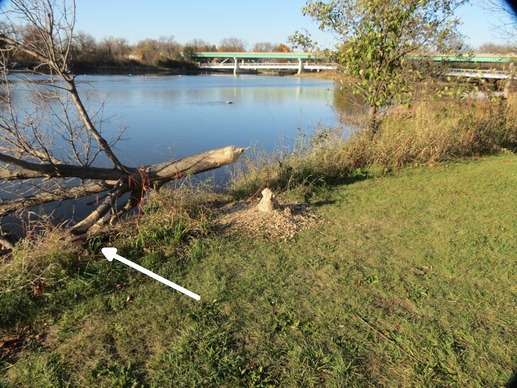 can you spot the beaver.jpg