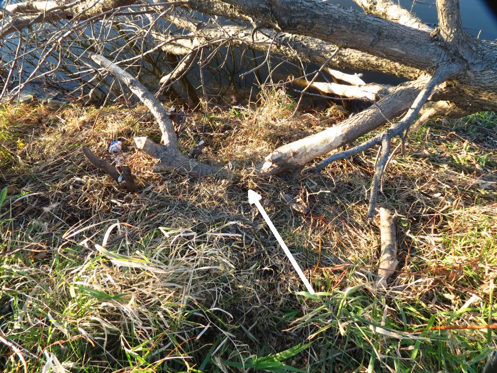 where the tail was trapped.jpg