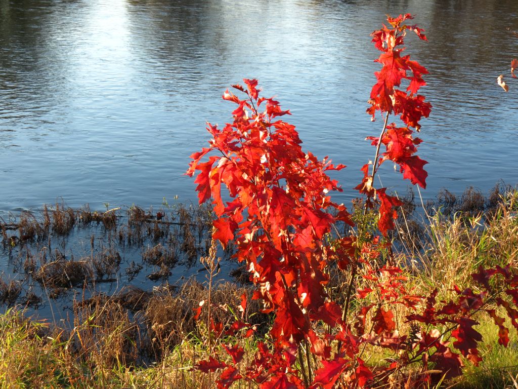 redder reds.jpg