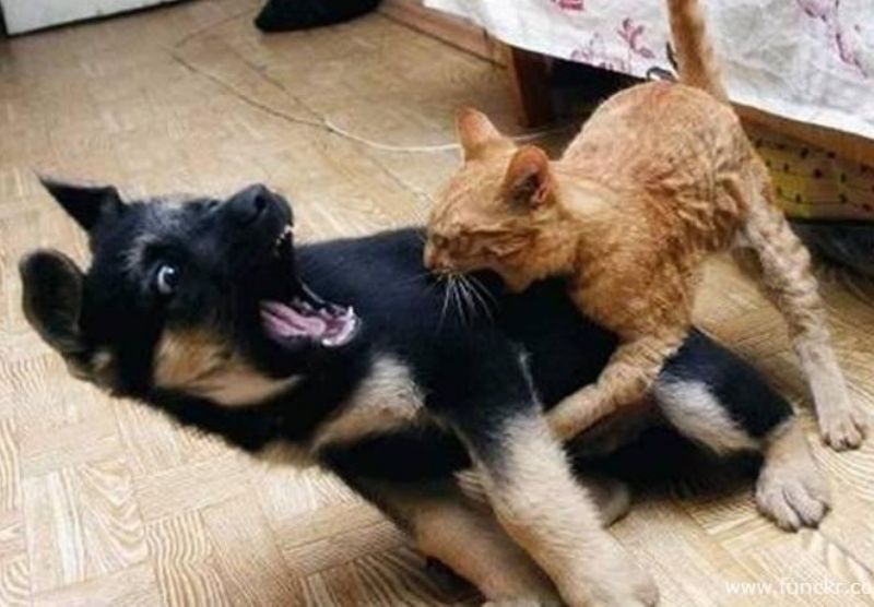 The Cat.jpg