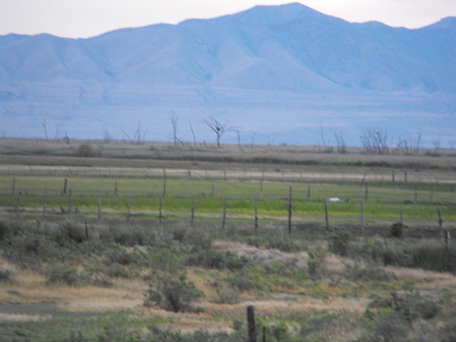 Eagle Tree.jpg