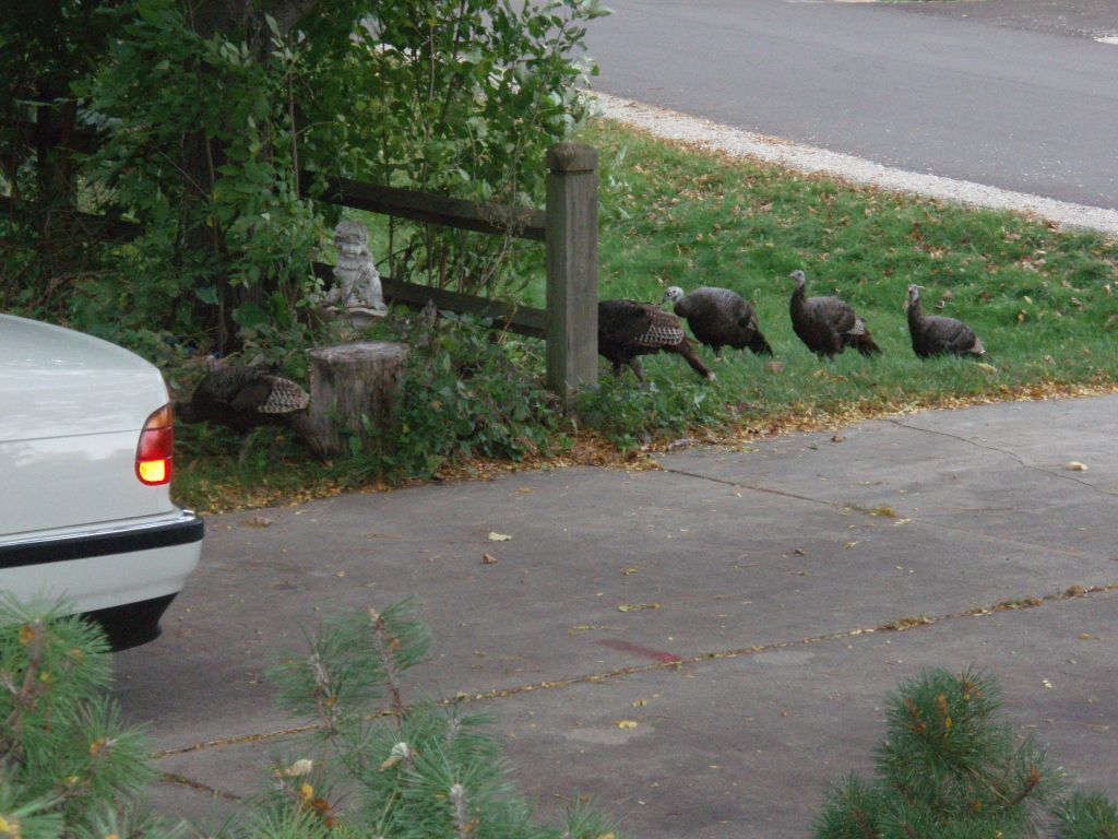 then the turkeys