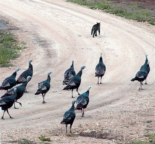 Hot Pursuit...