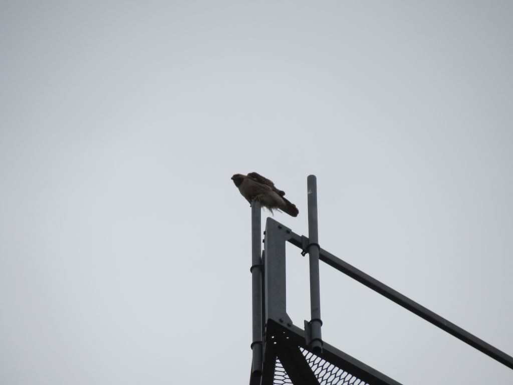 IMG_0926sc.jpg