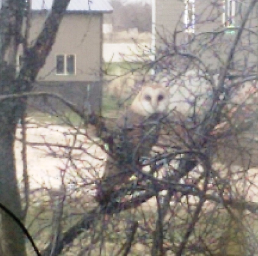IMAG0367_BURST001-1.jpg