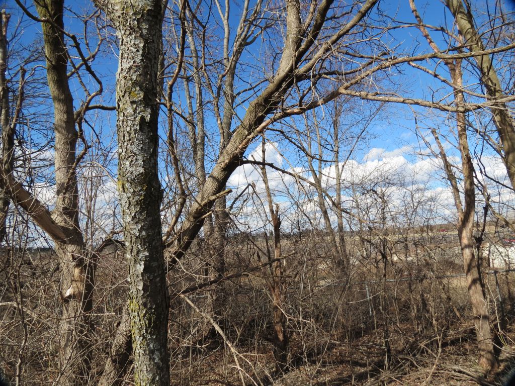 IMG_1157sc.jpg