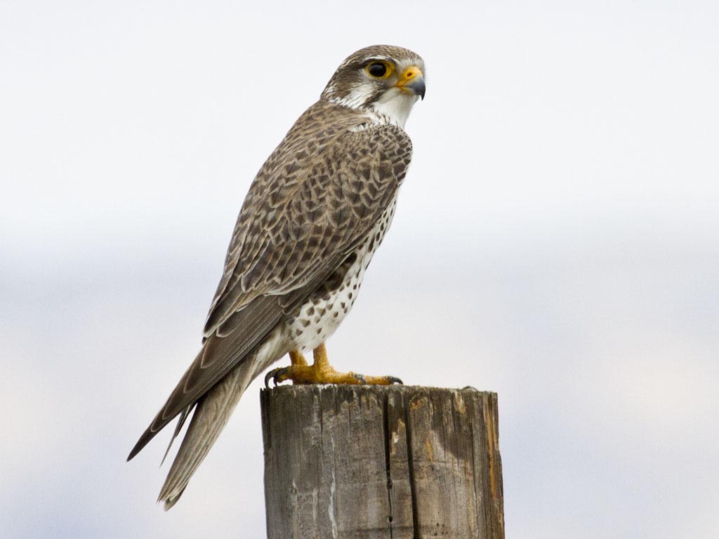 Falcon,_Praire_BillBouton.jpg