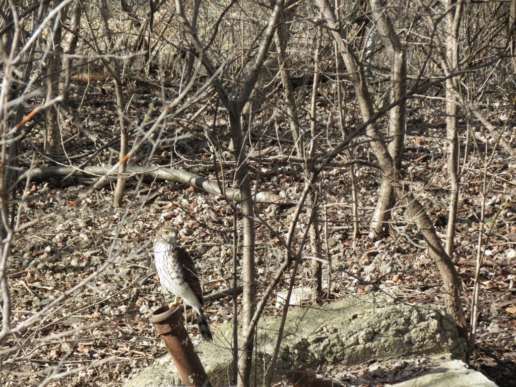 IMG_1130sc.jpg
