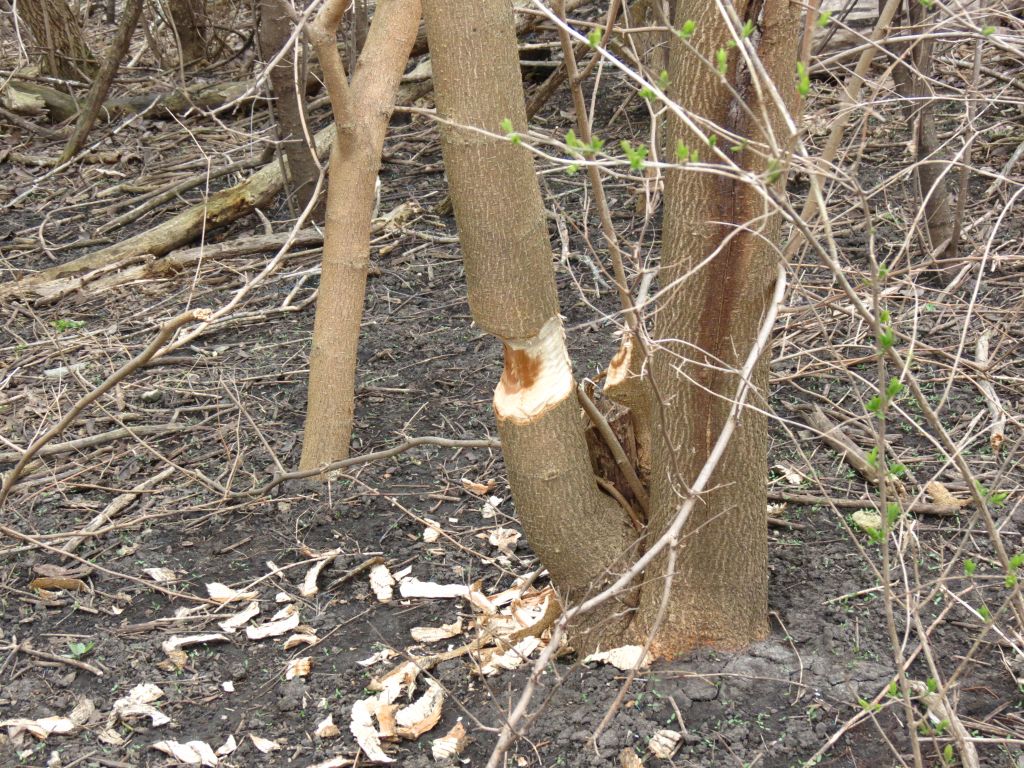 IMG_1201sc.jpg