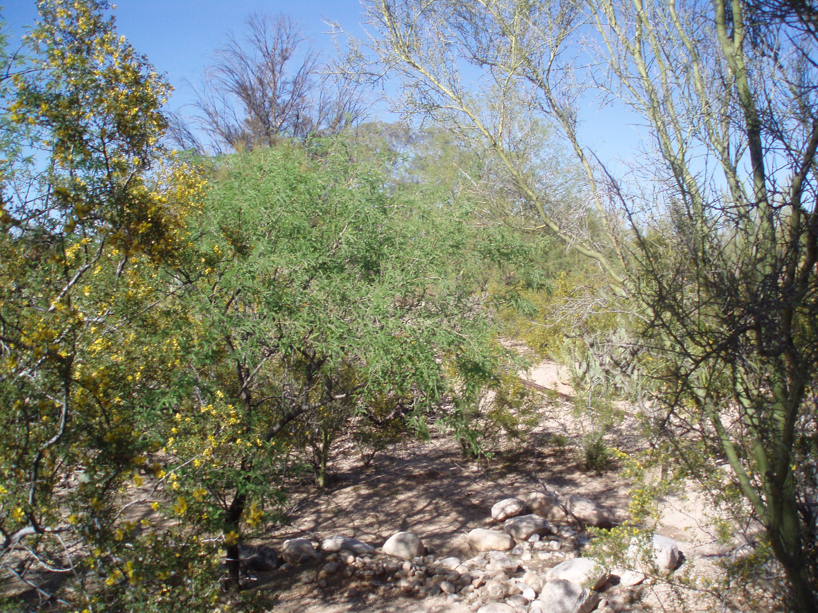 Spring Has Sprung in Arizona 003.JPG
