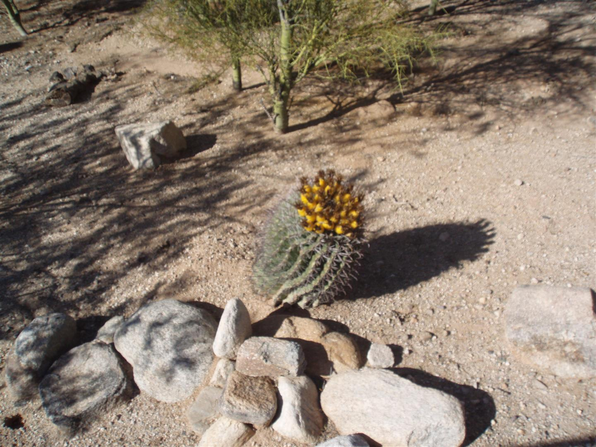 Spring Has Sprung in Arizona 004 (Large).JPG