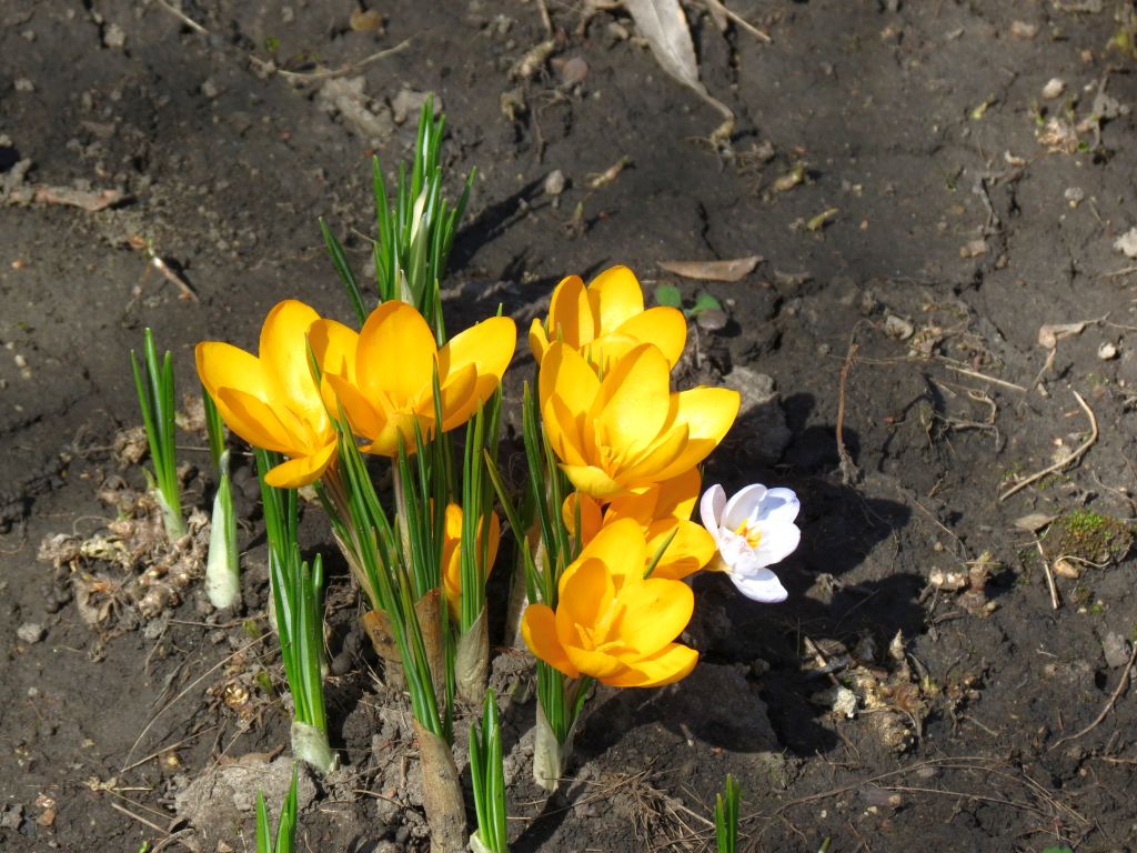 IMG_1033scm.jpg