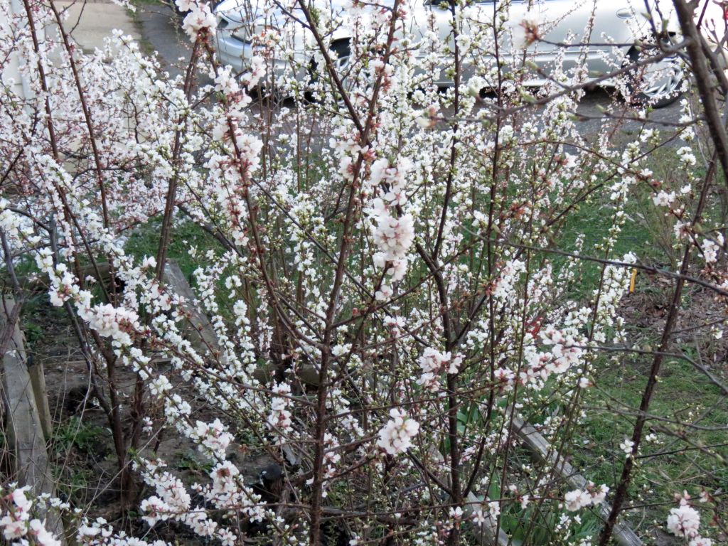 IMG_1464scm.jpg