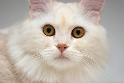 cats eyes.jpg