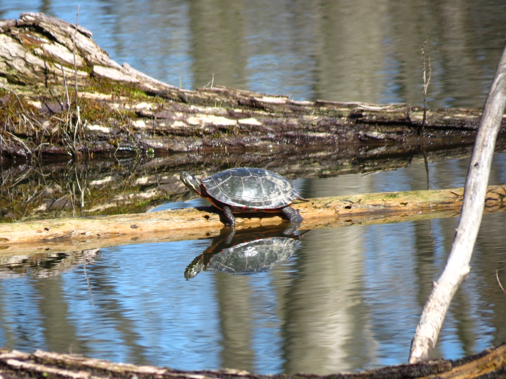 IMG_1605sc.jpg
