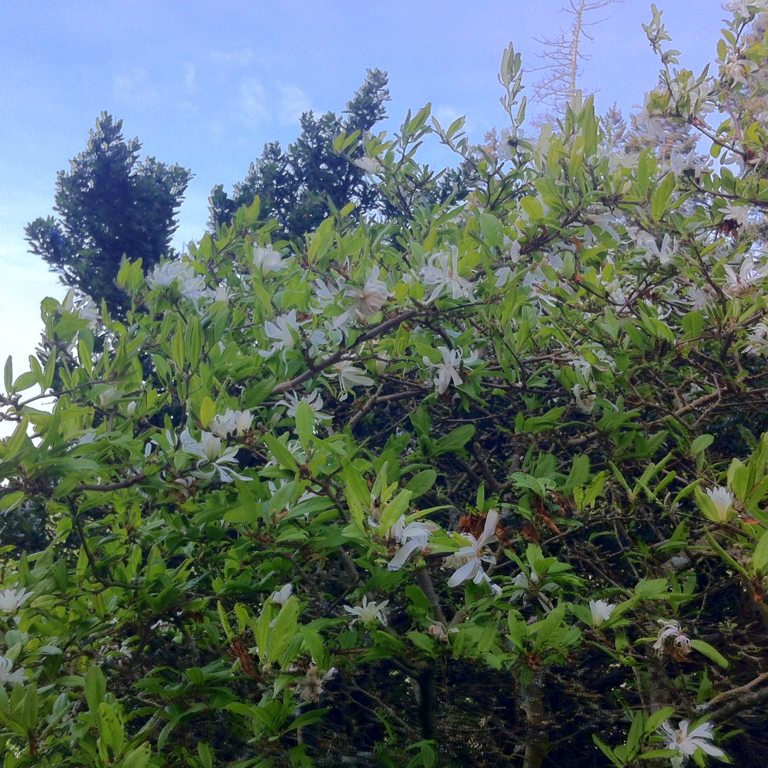 magnolia.JPG