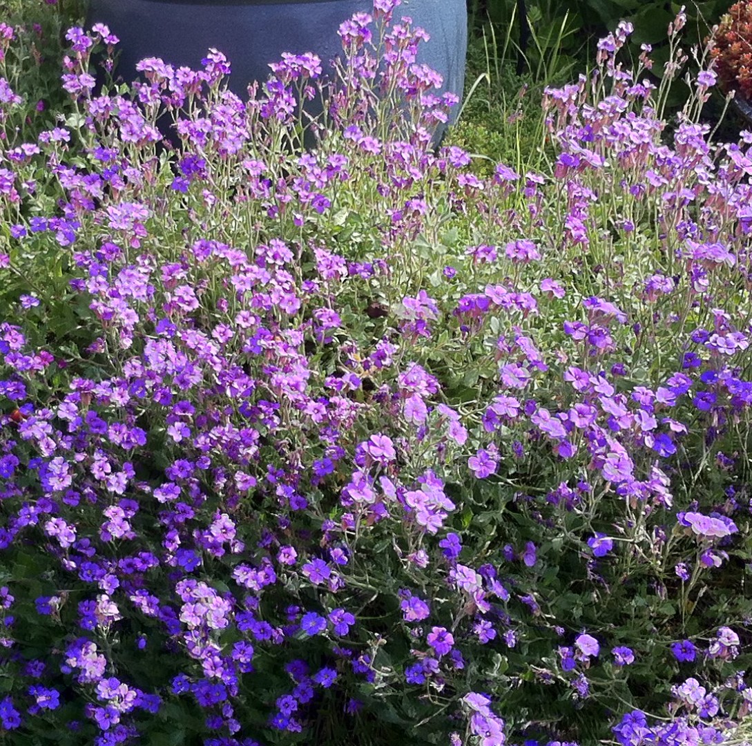aubretia.JPG