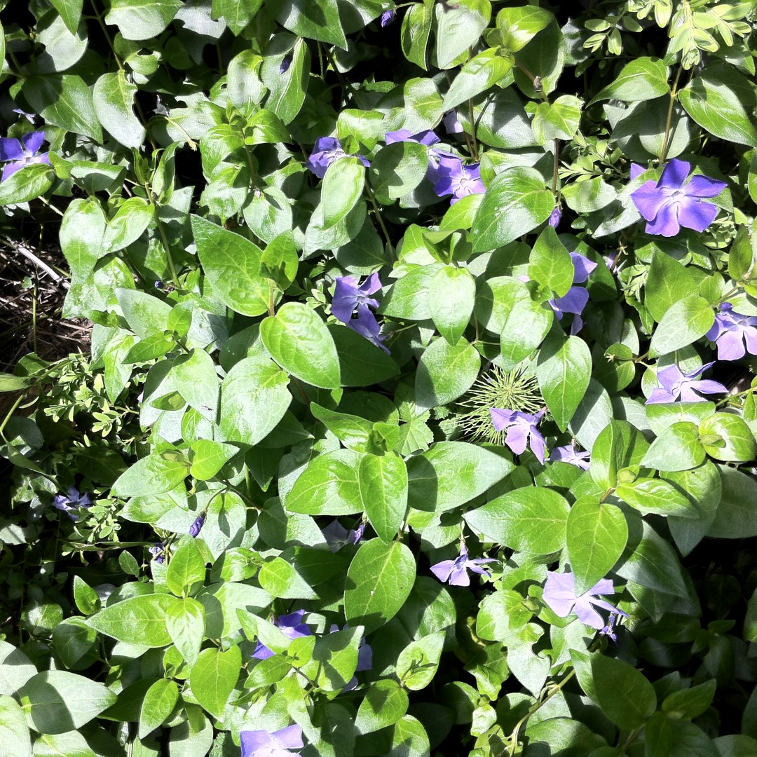 periwinkle.JPG