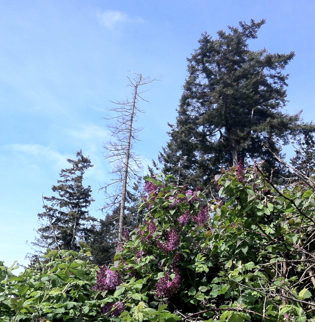 lilac.JPG