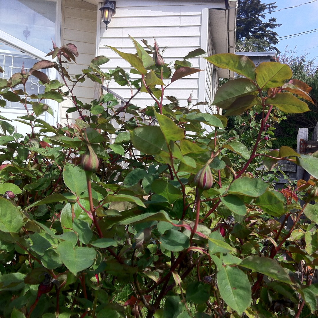 Rose buds.JPG