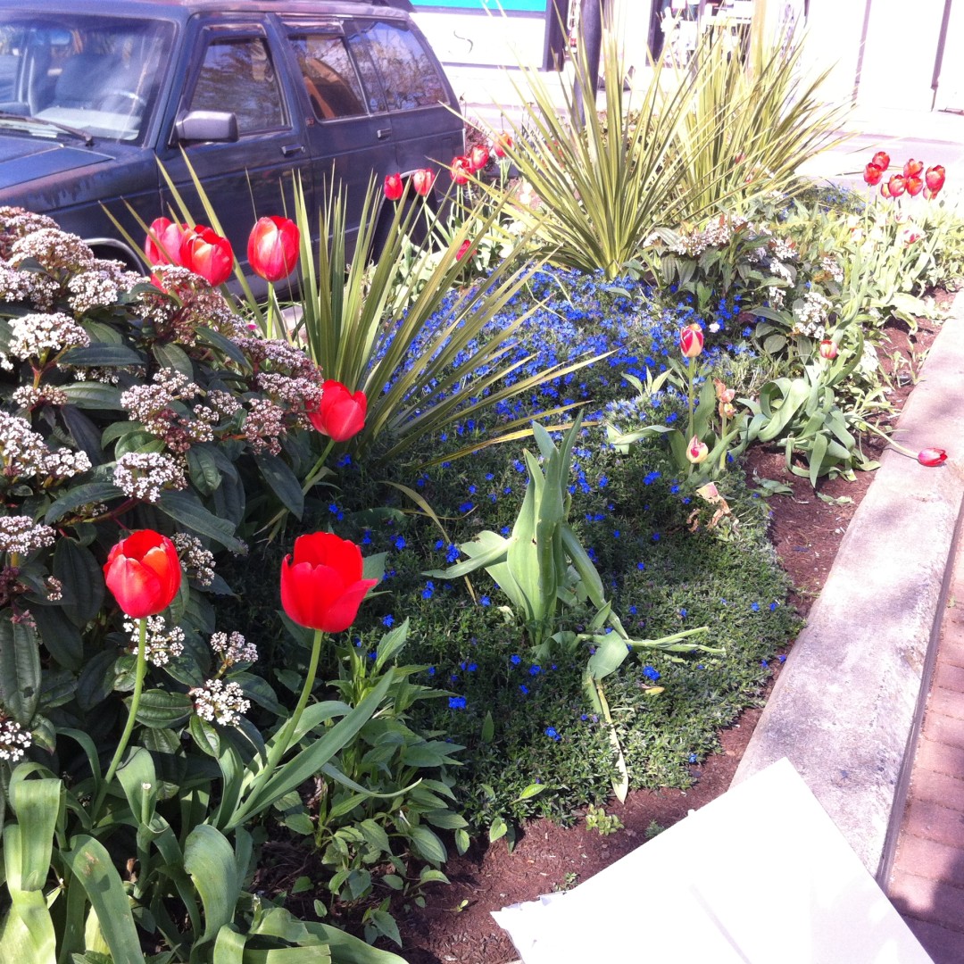 tulips.JPG