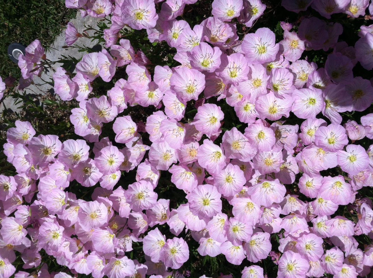 Mexican Primroses.JPG