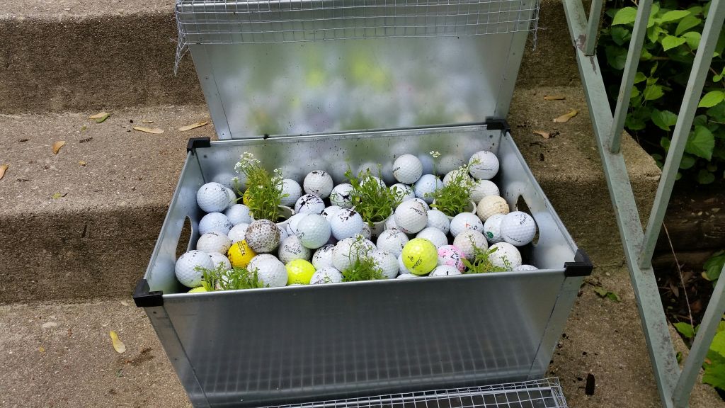 golf ball alyssum box.jpg