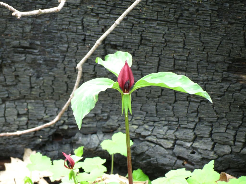 IMG_1961sc.jpg