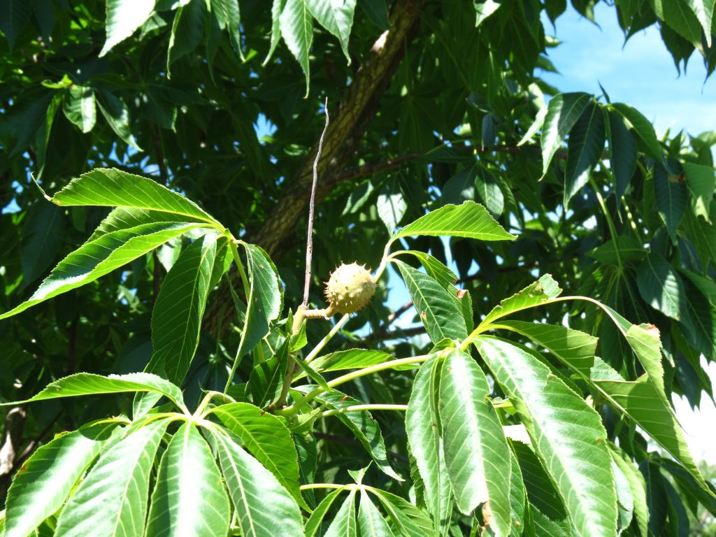 IMG_2474sc.jpg