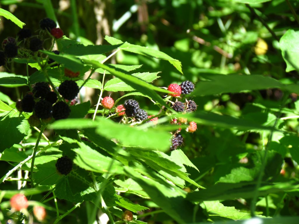 IMG_2460sc.jpg