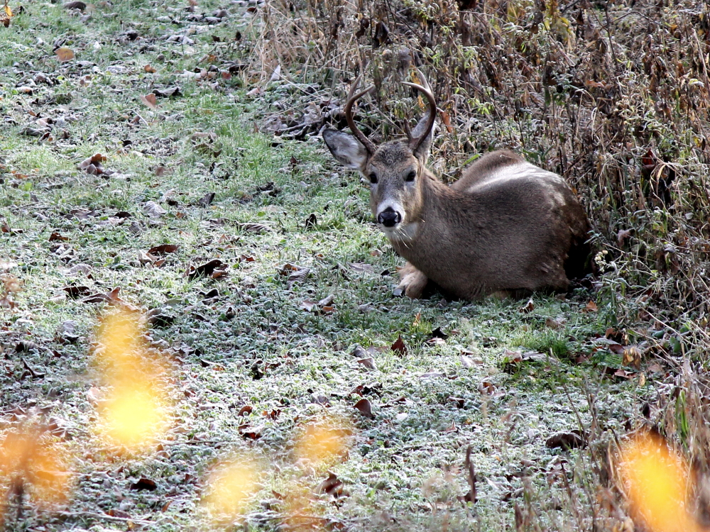 Young Buck closeup LowRes.JPG