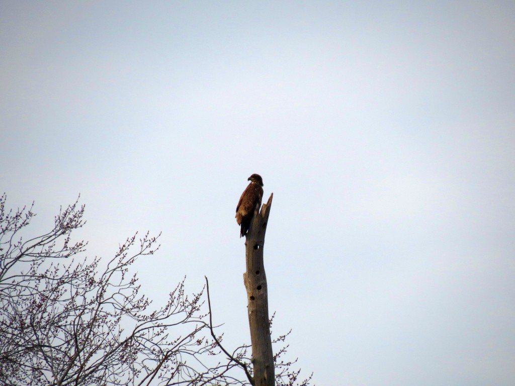 across the river high in a tree sat the young eagle