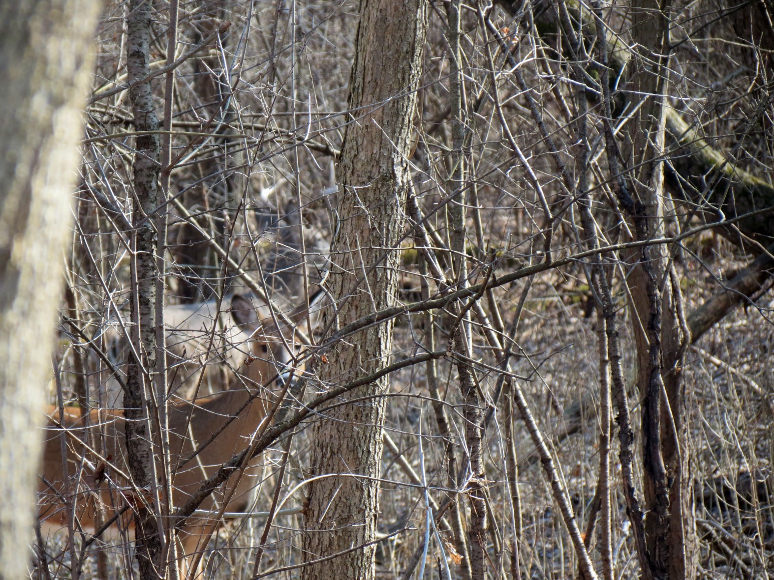 IMG_3542sc.jpg